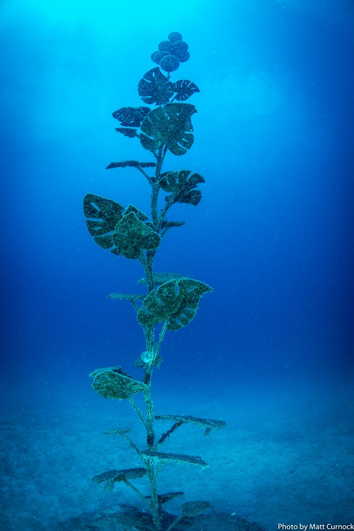 大堡礁首座水下艺术博物馆(Museum of Underwater Art)正式面世