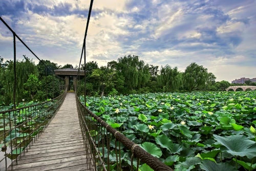 上海衡山北郊宾馆樱花季沉浸式赏樱下午茶